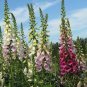 Digitalis Purpurea Mixed Foxgloves Perennial Flower 10000 Seeds