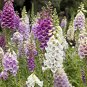 Digitalis Purpurea Mixed Foxgloves Perennial Flower 10000 Seeds