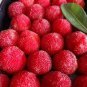 Hangzhou Fresh Red Waxberry Hybrid Fruit 20 Seeds