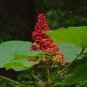 Oplopanax Horridus Devils Club 60 Seeds