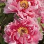 New 'Chen Xi' Double Petalled Pink Peony Tree Flower 10 Seeds