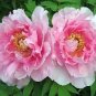 New 'Chen Xi' Double Petalled Pink Peony Tree Flower 10 Seeds