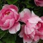 New 'Lan Yutian' Pink Peony Flower 10 Seeds