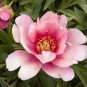 New 'Lan Yutian' Pink Peony Flower 10 Seeds