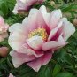 New 'Lan Yutian' Pink Peony Flower 10 Seeds