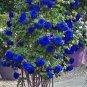 Separately 4 Types of Rose Green Blue Yellow White Flower 100 Seeds