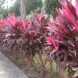 Cordyline Fruticosa Plant 10 Seeds
