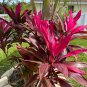 Cordyline Fruticosa Plant 10 Seeds