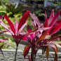 Cordyline Fruticosa Plant 10 Seeds