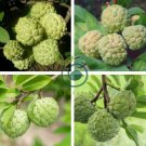 Custard Apple Srikaya Fruits 30 Seeds