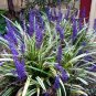 Liriope Muscari Bulk Wholesale 100 Seeds