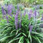 Liriope Muscari Bulk Wholesale 100 Seeds