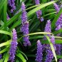 Liriope Muscari Bulk Wholesale 100 Seeds