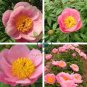 Clusters of Pink Chinese Herbaceous Peony Flower 10 Seeds