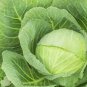 Rare Heirloom Vegetable Garden Cabbage 'Jing Feng F1' 2400 Seeds