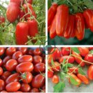 Small Pink Banana Tomato 300 Seeds