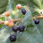 Grewia Asiatica Leaves Phalsa Falsa 100 Seeds