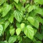 Indian Betel Leaf Piper Lolot Tall Antioxidantpaan Leaf Plant 100 Seeds