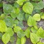 Indian Betel Leaf Piper Lolot Tall Antioxidantpaan Leaf Plant 100 Seeds