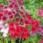 Phlox Twinkle Stars 200 Seeds