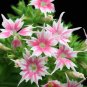 Phlox Twinkle Stars 200 Seeds
