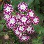 Phlox Twinkle Stars 200 Seeds