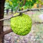 Osage Orange Tree 400 Seeds