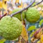 Osage Orange Tree 400 Seeds