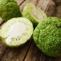Osage Orange Tree 400 Seeds