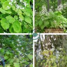 Epimedium Brevicornu Plant 20 Seeds