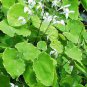 Epimedium Brevicornu Plant 20 Seeds