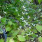 Epimedium Brevicornu Plant 20 Seeds