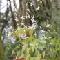 Epimedium Brevicornu Plant 20 Seeds