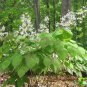 Epimedium Brevicornu Plant 20 Seeds
