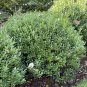 Eed Ilex Glabra 50 Seeds