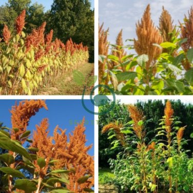 Golden Giant Amaranth 200 Seeds