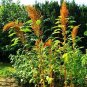 Golden Giant Amaranth 200 Seeds
