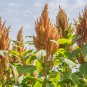 Golden Giant Amaranth 200 Seeds
