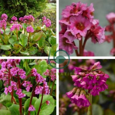 Bergenia Bulk Non-Hybrid 100 Seeds