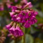 Bergenia Bulk Non-Hybrid 100 Seeds