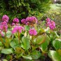 Bergenia Bulk Non-Hybrid 100 Seeds