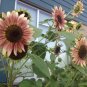 Strawberry Blonde Sunflower 200 Seeds