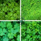 Clover Lucky Grass Fragrant Lawn Groundcover 200 Seeds