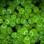 Clover Lucky Grass Fragrant Lawn Groundcover 200 Seeds