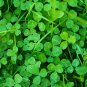 Clover Lucky Grass Fragrant Lawn Groundcover 200 Seeds