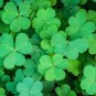 Clover Lucky Grass Fragrant Lawn Groundcover 200 Seeds