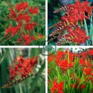Crocosmia Lucifer Plant 200 Seeds