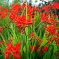 Crocosmia Lucifer Plant 200 Seeds