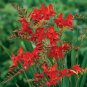 Crocosmia Lucifer Plant 200 Seeds