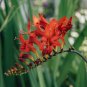 Crocosmia Lucifer Plant 200 Seeds